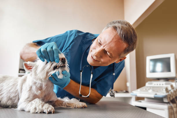 Emergency Dentist for Dental Implants